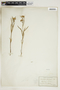 Asclepias pedicellata image