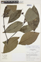 Psychotria oinochrophylla (Standl.) C. M. Taylor, Peru, I. M. Sánchez Vega 8686, F