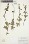 Zygophyllaceae, ARGENTINA, O. F. Clarke 117-01, F