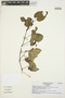 Cissus verticillata (L.) Nicolson & C. E. Jarvis, BRAZIL, J. A. Lombardi 6338, F