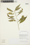Violaceae, BRAZIL, W. W. Thomas 13343, F