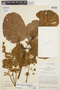Sterculia chicomendesii E. L. Taylor, PERU, J. Schunke Vigo 2585, F