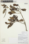 Escallonia schreiteri Sleumer, BOLIVIA, 3081A, F