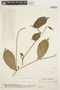 Stemmadenia grandiflora (Jacq.) Miers, VENEZUELA, Ll. Williams 10158, F