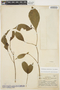 Stemmadenia grandiflora (Jacq.) Miers, COLOMBIA, A. Dugand G. 426, F