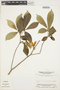 Stemmadenia grandiflora (Jacq.) Miers, VENEZUELA, G. Agostini 1797, F