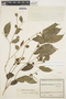 Stemmadenia grandiflora (Jacq.) Miers, COLOMBIA, J. Cuatrecasas 10530, F