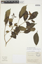 Stemmadenia grandiflora (Jacq.) Miers, COLOMBIA, J. L. Fernández-Alonso 5246, F