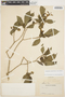 Stemmadenia grandiflora (Jacq.) Miers, COLOMBIA, K. von Sneidern 5754, F