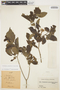 Stemmadenia grandiflora (Jacq.) Miers, COLOMBIA, Hermano Elias 1050, F