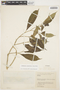Stemmadenia grandiflora (Jacq.) Miers, COLOMBIA, G. Gutiérrez V. 17C169, F