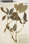 Tabernaemontana amygdalifolia Jacq., COLOMBIA, J. Cuatrecasas 15056, F