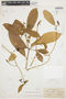 Tabernaemontana amygdalifolia Jacq., VENEZUELA, J. R. Johnston 68, F