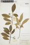 Tabernaemontana amygdalifolia Jacq., COLOMBIA, Herb. H. Smith 1653, F