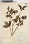 Tabernaemontana arborea Rose, COLOMBIA, K. von Sneidern 5747, F
