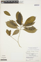 Tabernaemontana heterophylla Vahl, PERU, R. B. Foster 5148, F