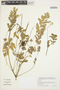 Erodium moschatum (L.) L'Hér. ex Aiton, Peru, I. M. Sánchez Vega 12598, F