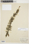 Myriophyllum heterophyllum Michx., U.S.A., E. E. Sherff, F