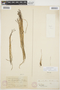 Myriophyllum tenellum Bigelow, U.S.A., M. S. Bebb, F