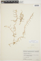 Myriophyllum tenellum Bigelow, Canada, Frère Rolland-Germain 7259, F