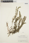 Myriophyllum heterophyllum image