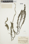 Myriophyllum heterophyllum Michx., U.S.A., J. A. Steyermark 27934, F