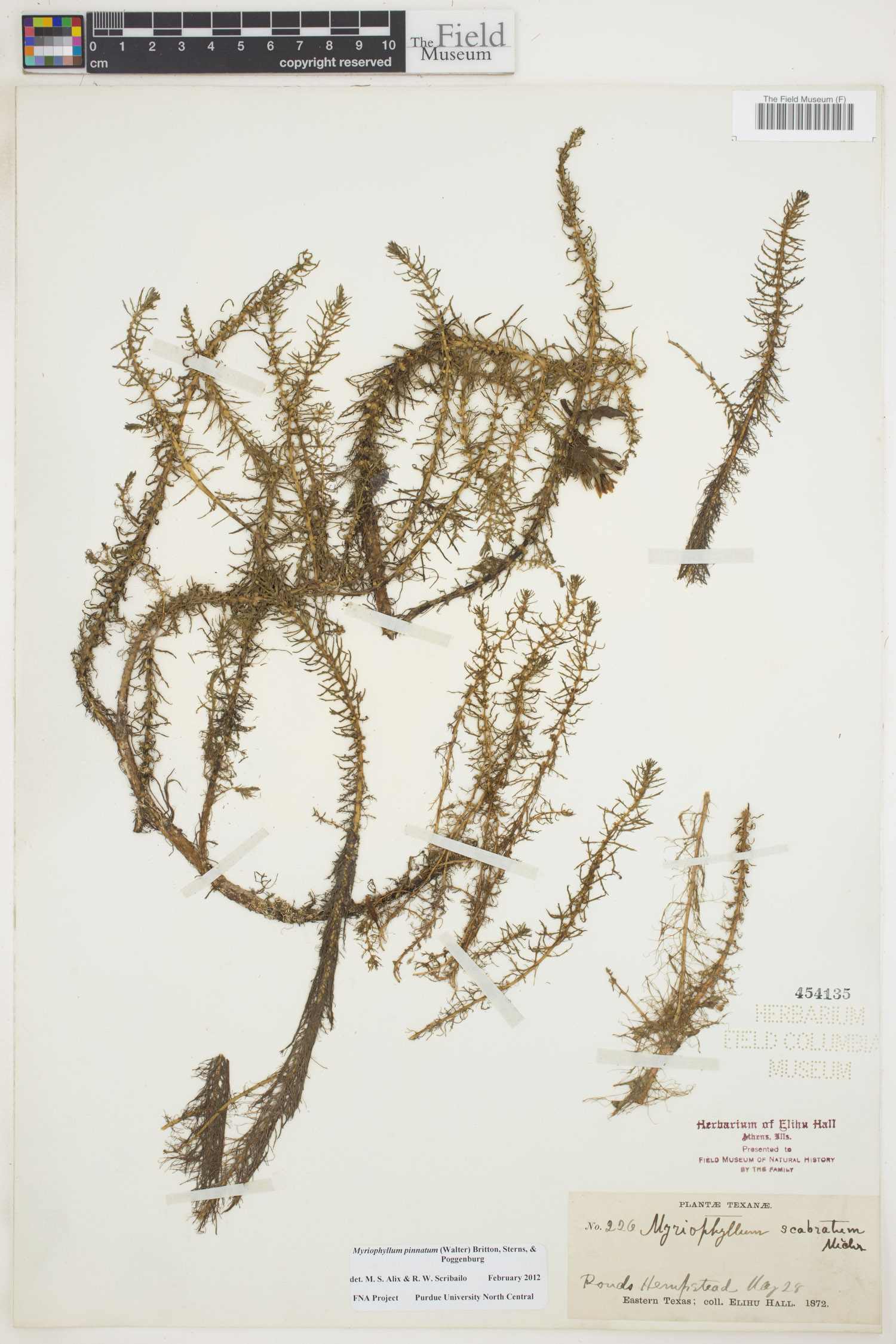 Myriophyllum pinnatum image