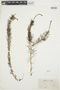 Myriophyllum spicatum L., U.S.A., I. W. Clokey 2761, F