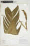 Herbarium Sheet V0323913F