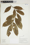 Herbarium Sheet V0323937F