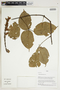 Herbarium Sheet V0323945F