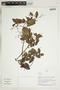 Herbarium Sheet V0323946F