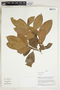 Herbarium Sheet V0323952F
