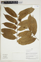 Herbarium Sheet V0323955F