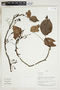 Herbarium Sheet V0323961F