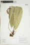 Herbarium Sheet V0323982F
