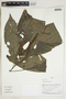 Herbarium Sheet V0323988F