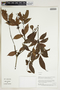 Herbarium Sheet V0323995F