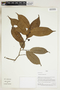 Herbarium Sheet V0324032F