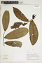 Herbarium Sheet V0324035F
