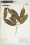 Herbarium Sheet V0324060F