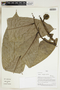 Herbarium Sheet V0324061F