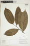 Herbarium Sheet V0324062F