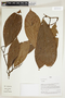 Herbarium Sheet V0324090F