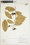 Herbarium Sheet V0324101F