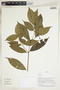 Herbarium Sheet V0324109F