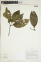 Herbarium Sheet V0324124F