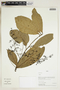 Herbarium Sheet V0324134F