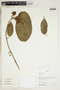 Herbarium Sheet V0324135F