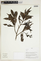 Herbarium Sheet V0324146F